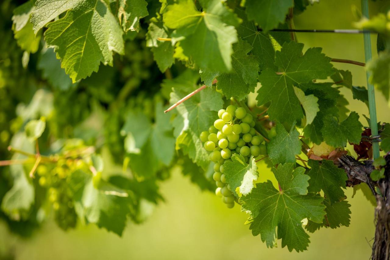 Weingut-Gaestehaus Birnstingl Gamlitz Kültér fotó